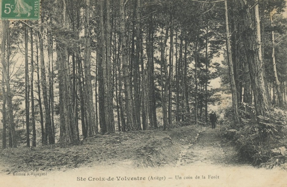 sainte-croix-de-volvestre-un-coin-de-la-foret
